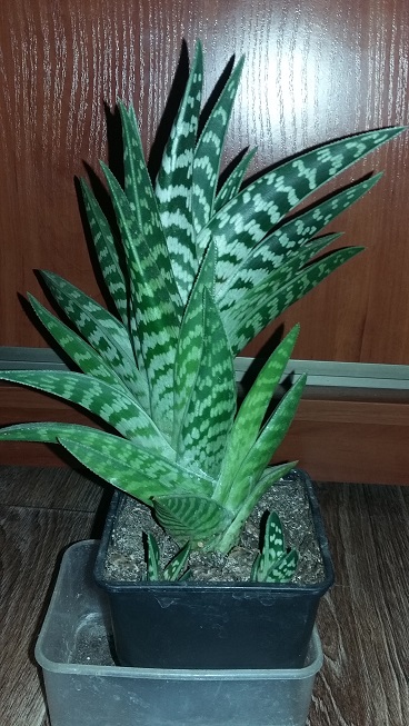 20150916_203601.jpg
