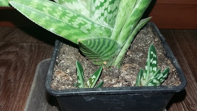20150916_203609.jpg