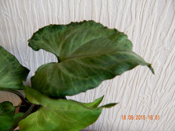DSCN4799.JPG