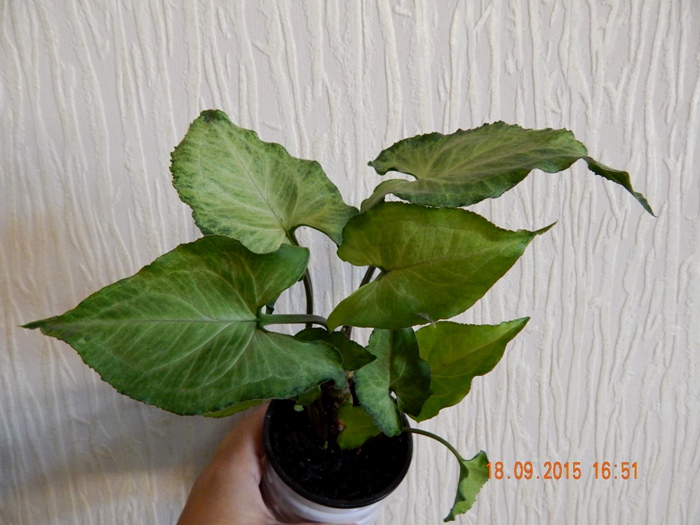 DSCN4798.JPG