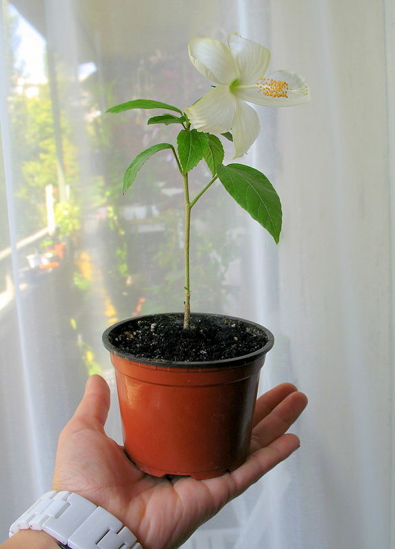 swan lake flower.JPG