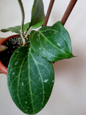 DSC02012.JPG