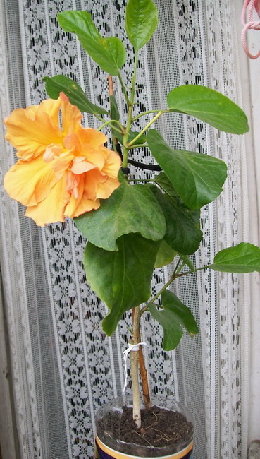 BOSherbet.jpg