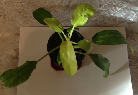 image.jpg