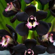 Cymbidium Faberi чёрный.jpg