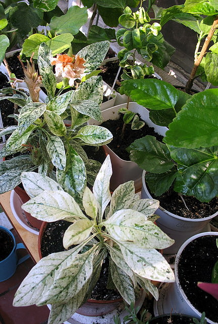 crossandra variegata.JPG