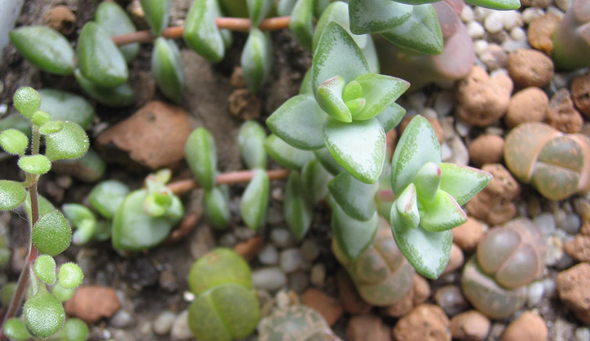 crassula_remota_april_2015.jpg