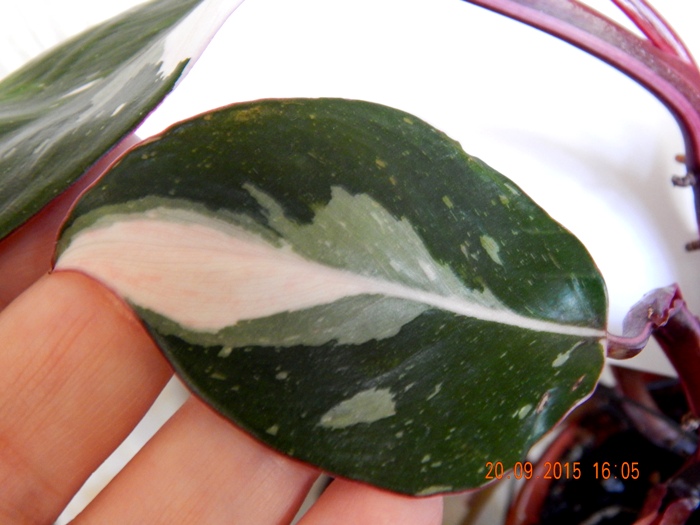 DSCN4812.JPG