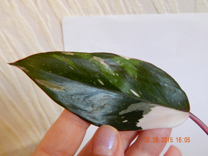 DSCN4811.JPG