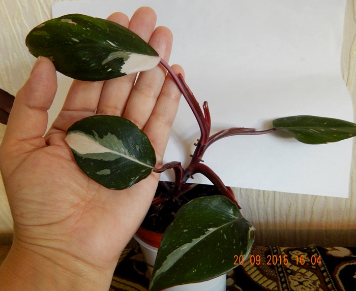 DSCN4810.JPG