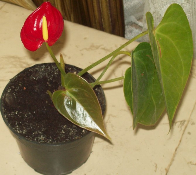 100_1235.JPG