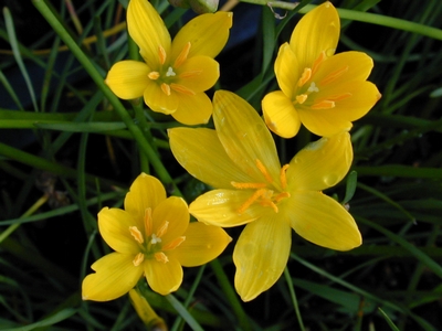 Zephyranthes citrina50.jpg