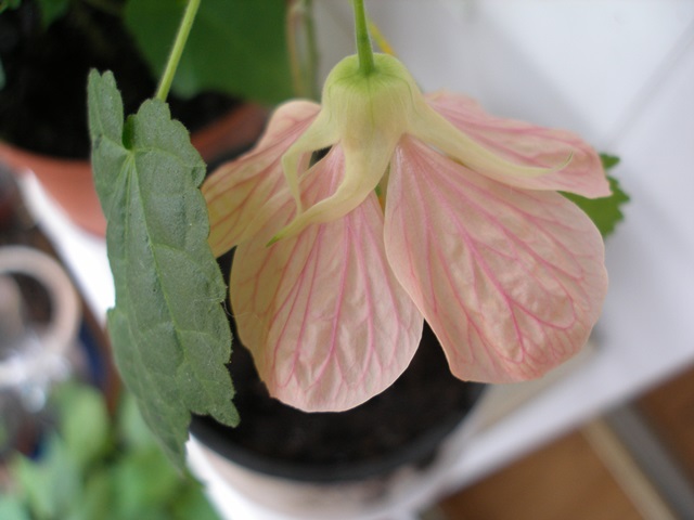 P1010156.JPG