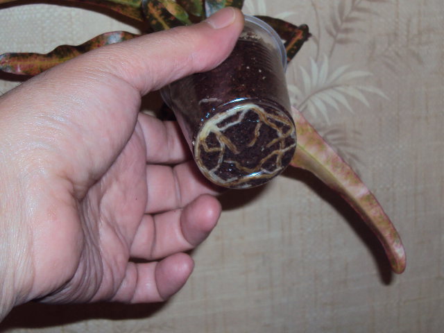 DSC00324.JPG