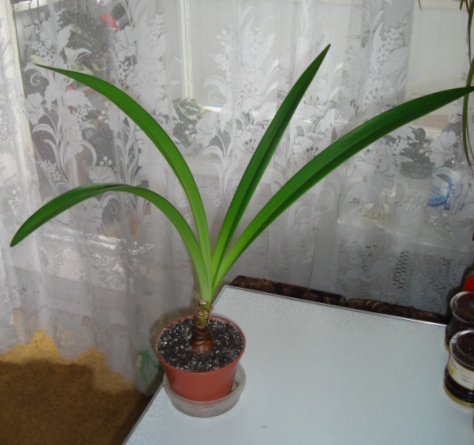 DSC00037.JPG