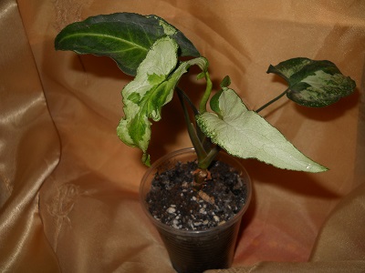 DSCN6705.JPG