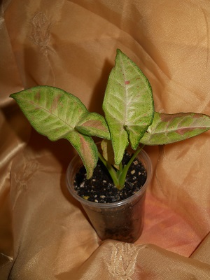 DSCN6706.JPG