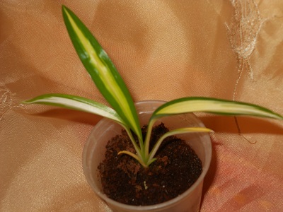 DSCN6711.JPG