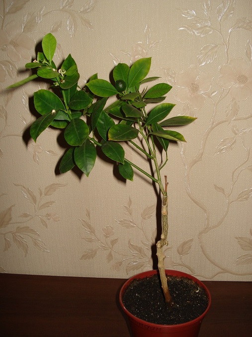 DSC08214.JPG