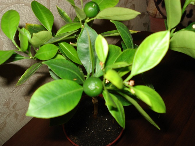 DSC08216.JPG