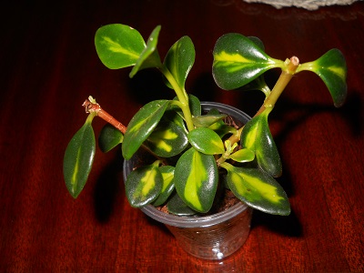 DSCN6725.JPG