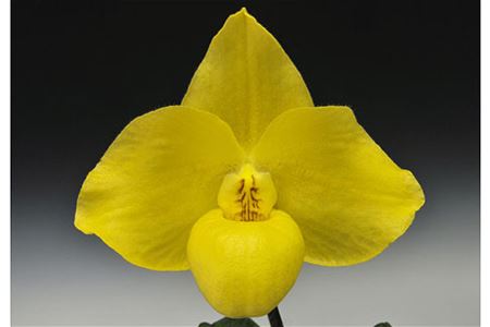 Paph. Wossner China Moon (armeniacum x hangianum)_1.jpg