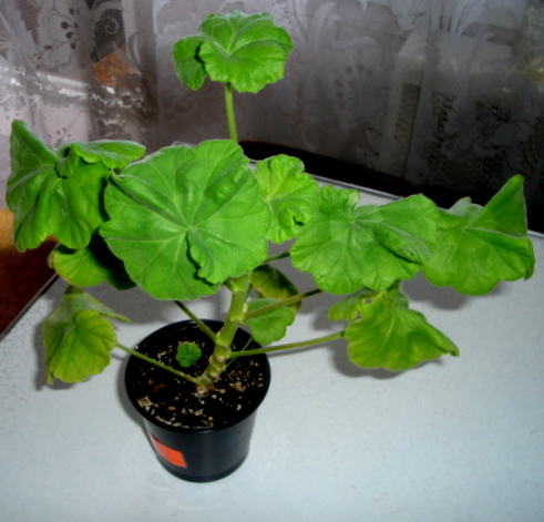DSC00464.JPG