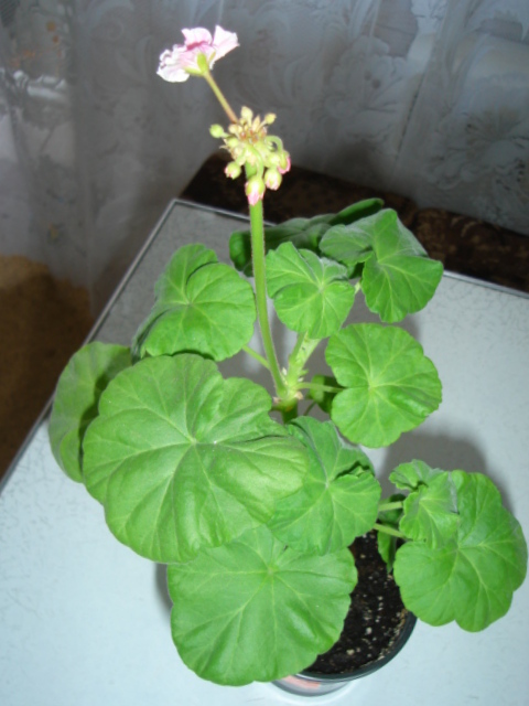 DSC00031.JPG