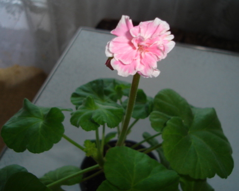 DSC00034.JPG