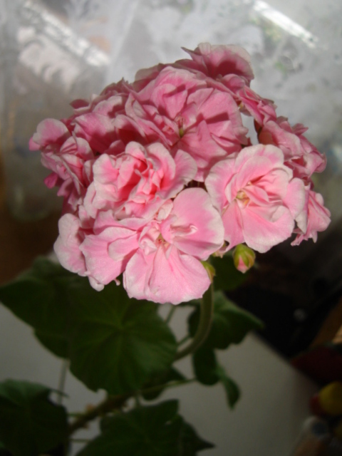 Frou-Frouмоя.JPG
