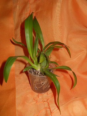DSCN6729.JPG