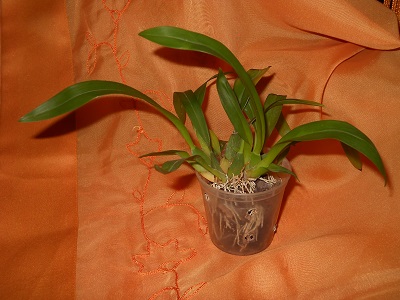 DSCN6732.JPG
