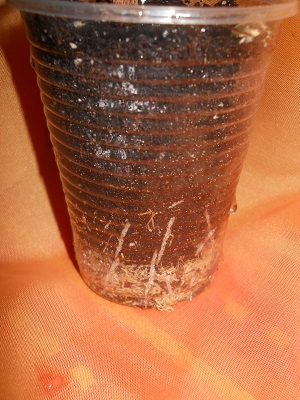 DSCN6749.JPG