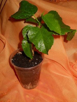 DSCN6747.JPG