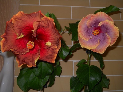 DSCN5513.JPG