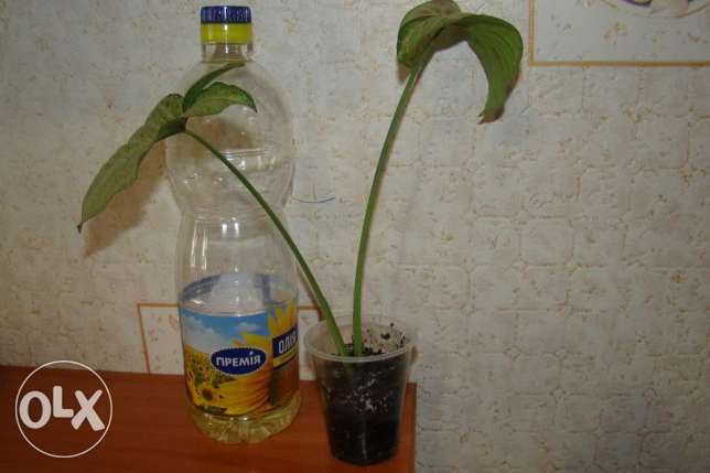 конфетти 2.jpg