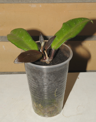Hoya_carnosa_Gexotic_sm.jpg