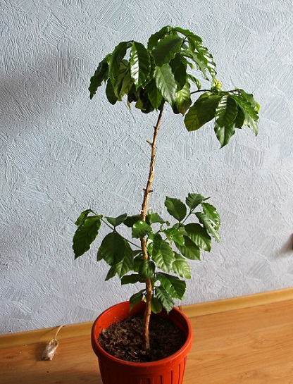 Кофе 1.jpg