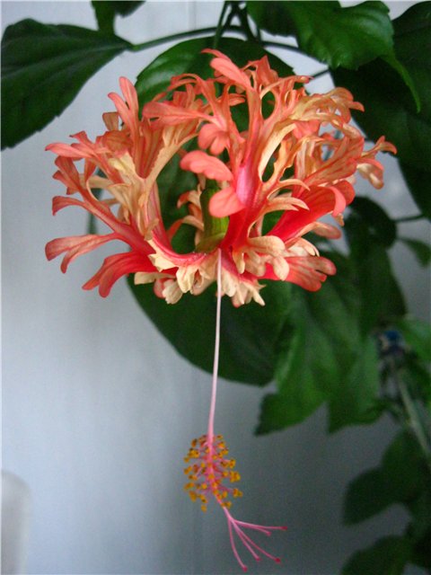Hibiscus schizopetalus.jpg