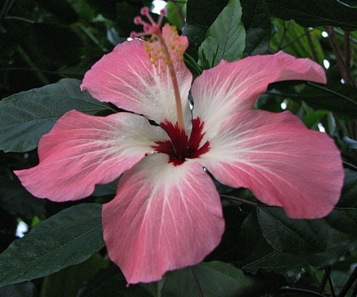 Hibiscus storckii.jpg