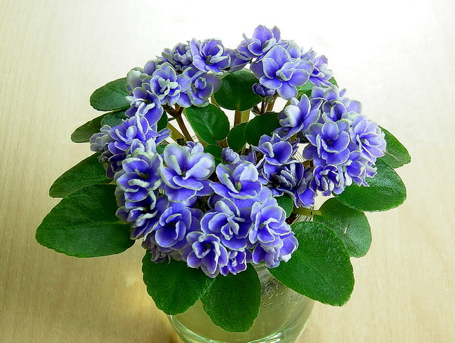 DSCN7756аа.jpg