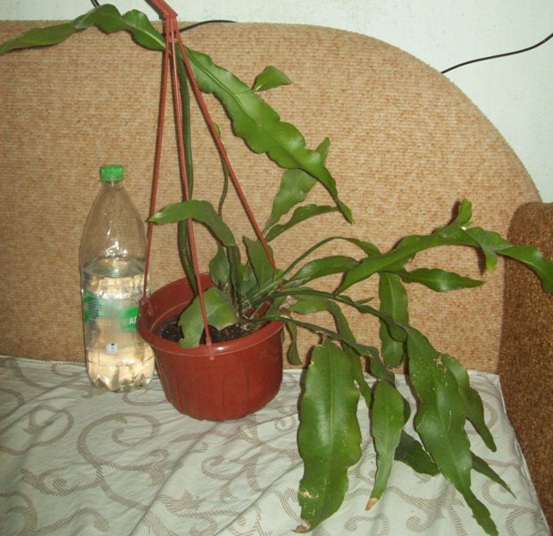 100_1199.JPG