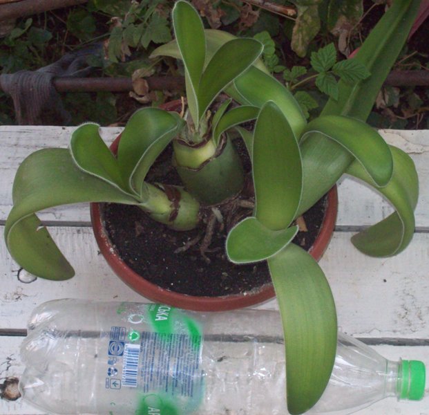 100_1210.JPG