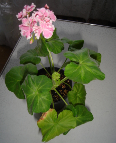 DSC00050.JPG