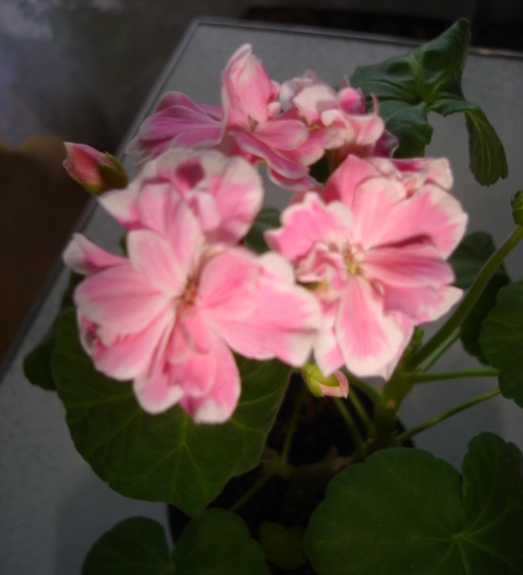DSC00048.JPG