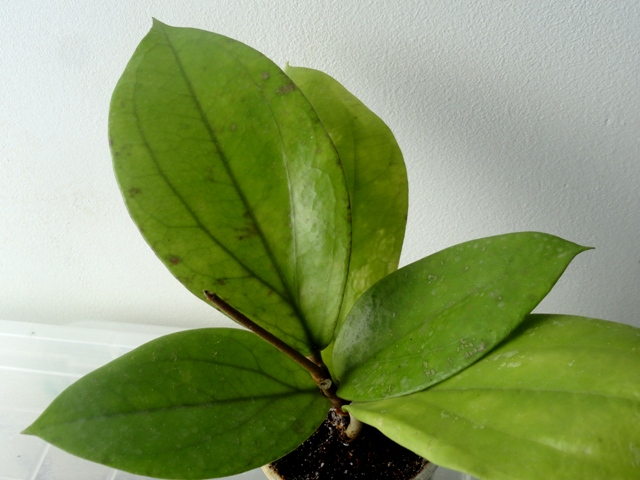 DSC02115.JPG