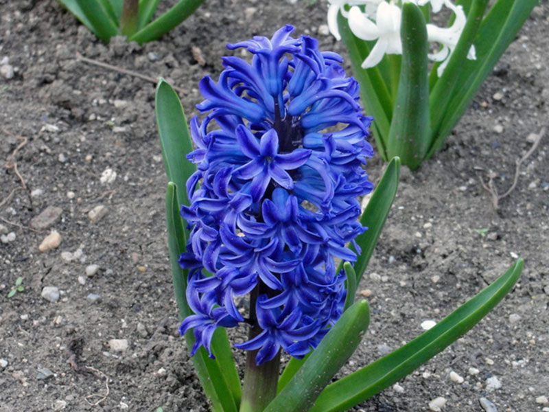 hyacinthus2_01blue_jacket.jpg