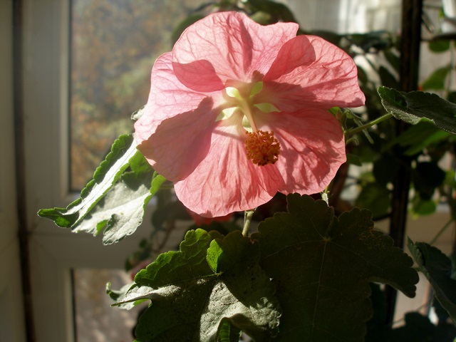 P1010466.JPG