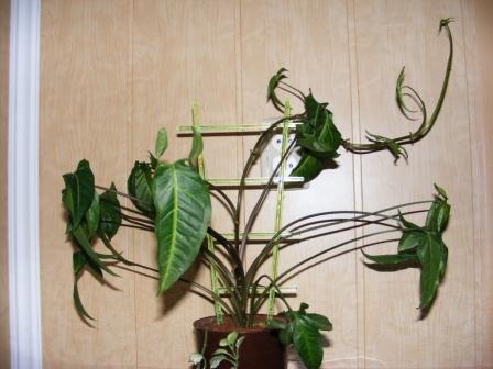 DSCF5523.JPG