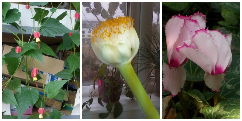 PicMonkey Collage113.jpg